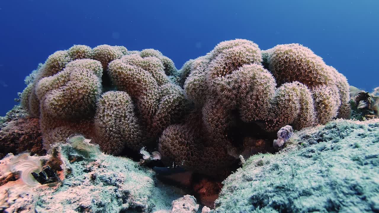 Vista ravvicinata subacquea di formazioni di coralli molli che crescono su una barriera corallina tropicale a Mauritius. Scena dettagliata di ecosistema marino che mostra texture vivaci, biodiversità e habitat oceanico naturale.