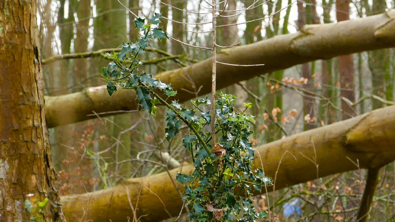 vista estática de hojas afiladas de acebo en medio de un bosque en un día nublado