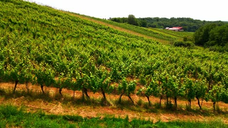 Luftaufnahmen-Von-4K-Drohnen-Von-Weinbergen-In-Der-Region-Prlekija-In-Slowenien