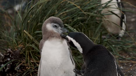 magellanic penguin adult grooming its chick at the penguin island in tierra del fuego, argentina