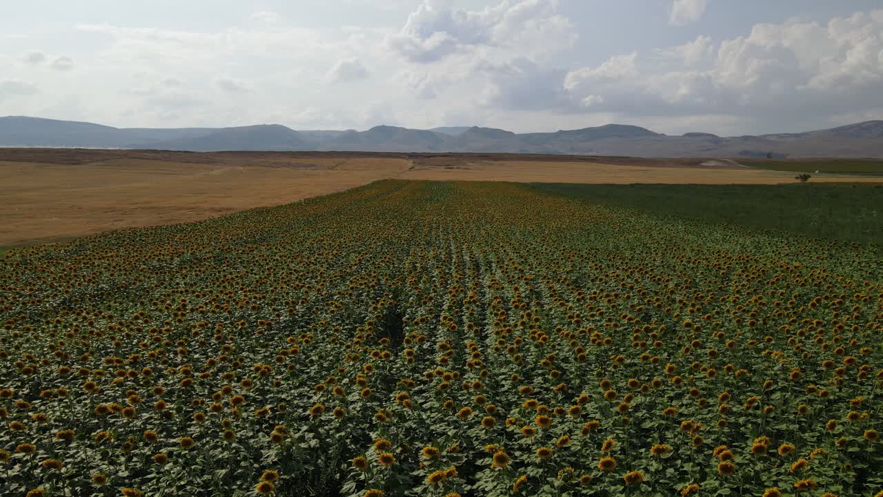 vista aérea del campo de girasoles