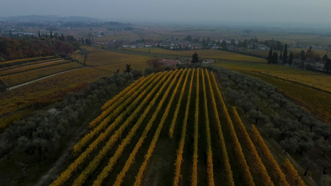 Riprese aeree 4K: Drone che sorvola al tramonto campi di vigneti panoramici gialli e verdi sulle colline della Valpolicella, Verona, Italia, in autunno dopo la vendemmia per il vino Ripasso, circondato da fattorie tradizionali.
