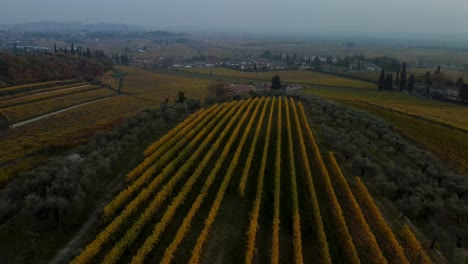 Drone-flying-above-scenic-yellow-and-green-vineyard-fields-on-hills-in-Valpolicella,-Verona,-Italy-in-autumn-after-grape-harvest-for-Ripasso-wine-by-sunset-surrounded-by-traditional-farms-in-4K-aerial