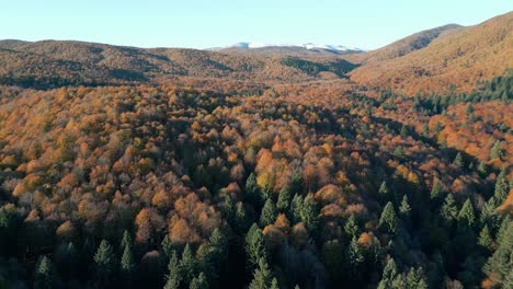 Drone-Shot-Of-Magnificent-Forest-In-Front-Of-Distant-Snowy-Mountains