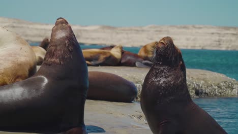 proud sealions holding their heads high on the rocky patagonian shoreline -slowmo