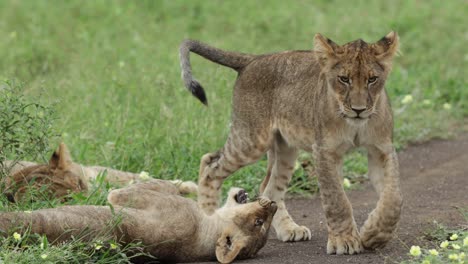 medium shot of cute lion cubs play fighting, mashatu game reserve.