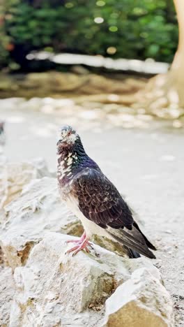 pigeon preening feathers while resting on a rock