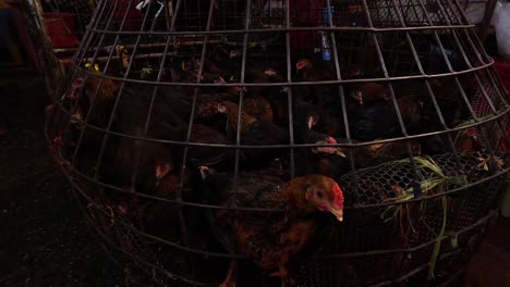 chickens moving inside a circular wire cage