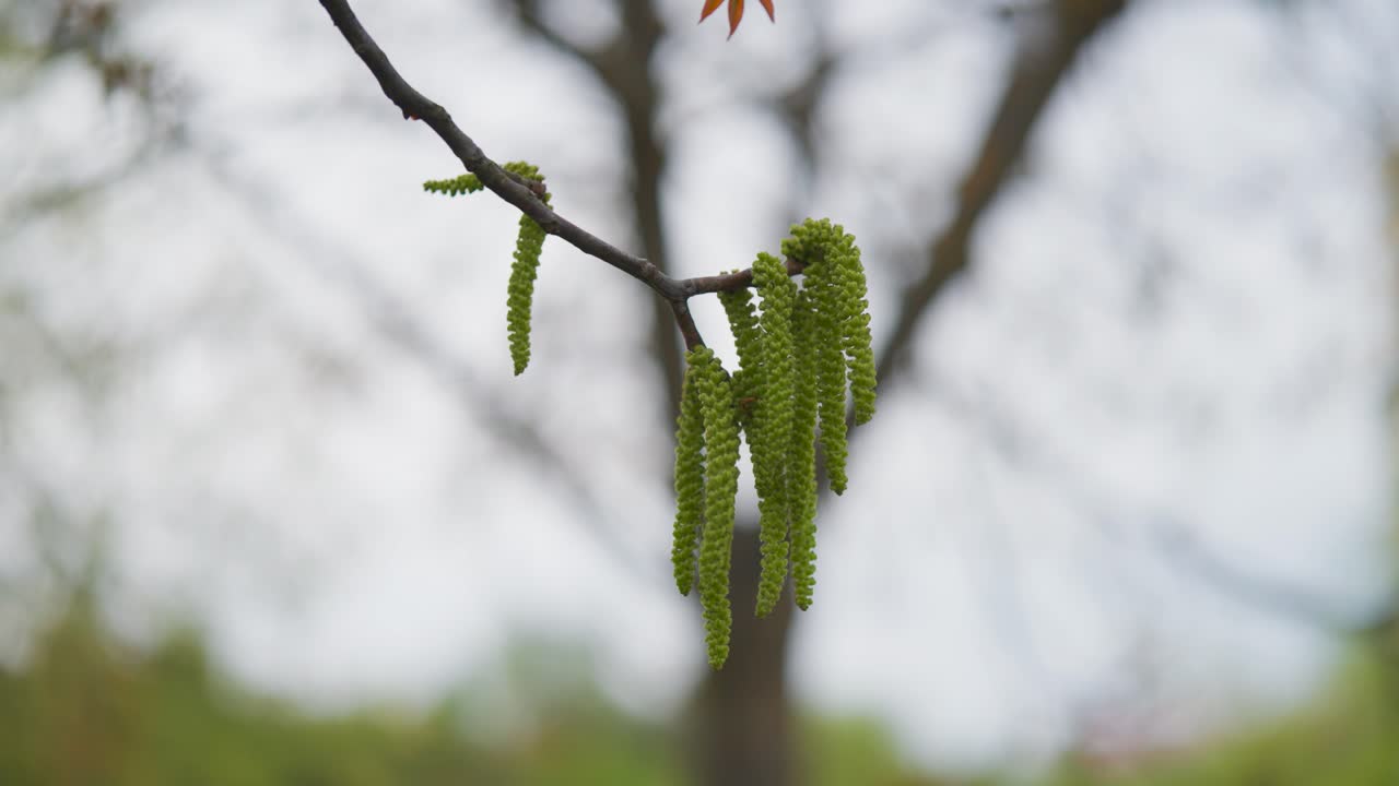 Long green catkin hang from Japanese alder tree branch, Czech Republic