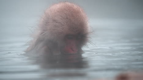 snow monkey observing its surroundings in hot spring at snow monkey park, jigokudani yaen koen, japan - closeup in slow motio