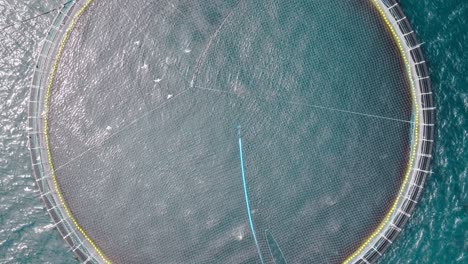 a fish farm net in the faroe islands, surrounded by calm water, aerial view