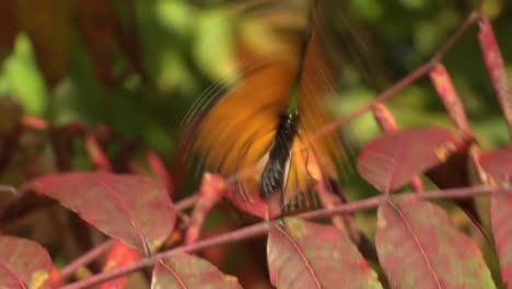 monarch butterfly in the breeze