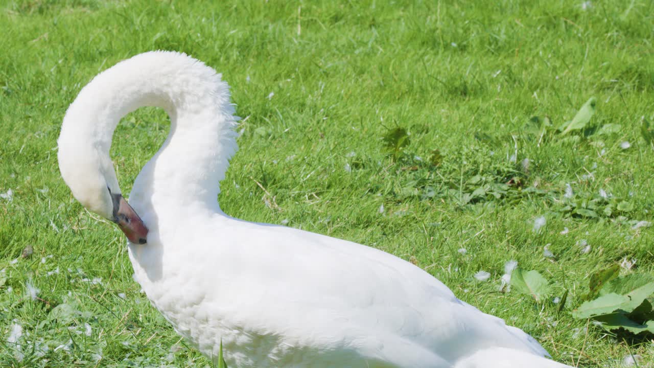 White mute swan cleans plumage in bright daylight, close-up, with smooth camera movement