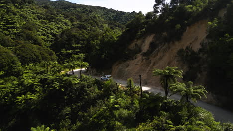 dramatic small path winding through new zeland fern tree valley, aerial car