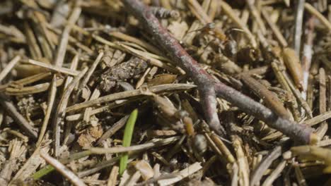 ants in a pine needle bed