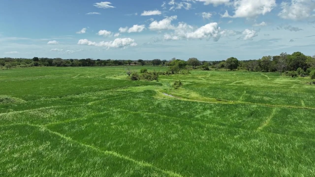 Smooth forward drone flight over lush green paddy fields and agricultural landscape in rural Sri Lanka under a bright blue sky with scattered clouds.