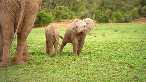 two playful elephant calves near their parent