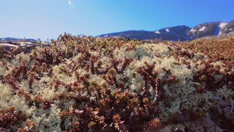 Arctic-Tundra-lichen-moss-close-up.-Found-primarily-in-areas-of-Arctic-Tundra,-alpine-tundra,-it-is-extremely-cold-hardy.-Cladonia-rangiferina,-also-known-as-reindeer-cup-lichen.