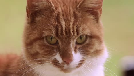 young female orange cat looking attentive and intense into the camera seen from up close with its whiskers and ears partly in frame