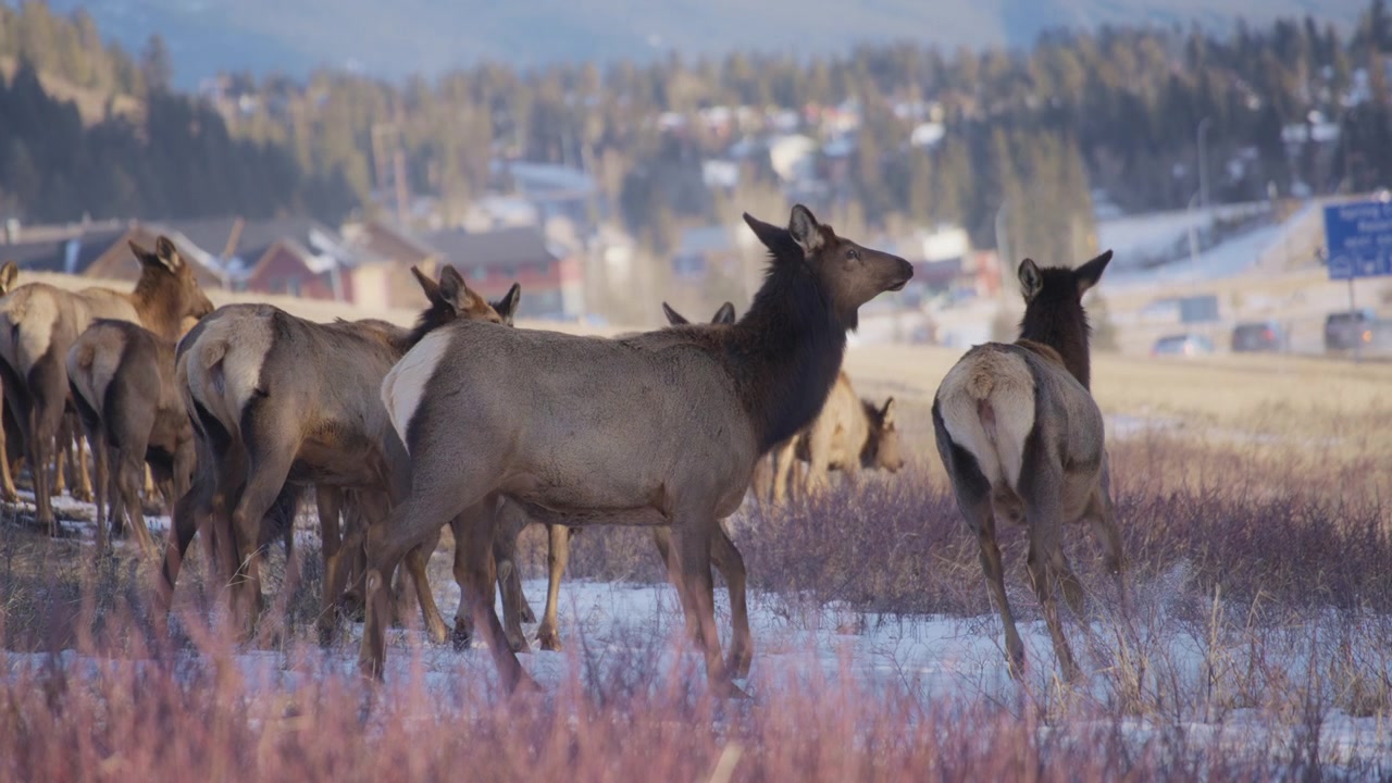 Manada de alces correndo no campo perto de Canmore, Canadá.