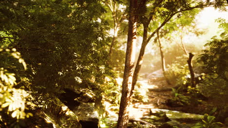 beautiful green forest glade in a light of sun