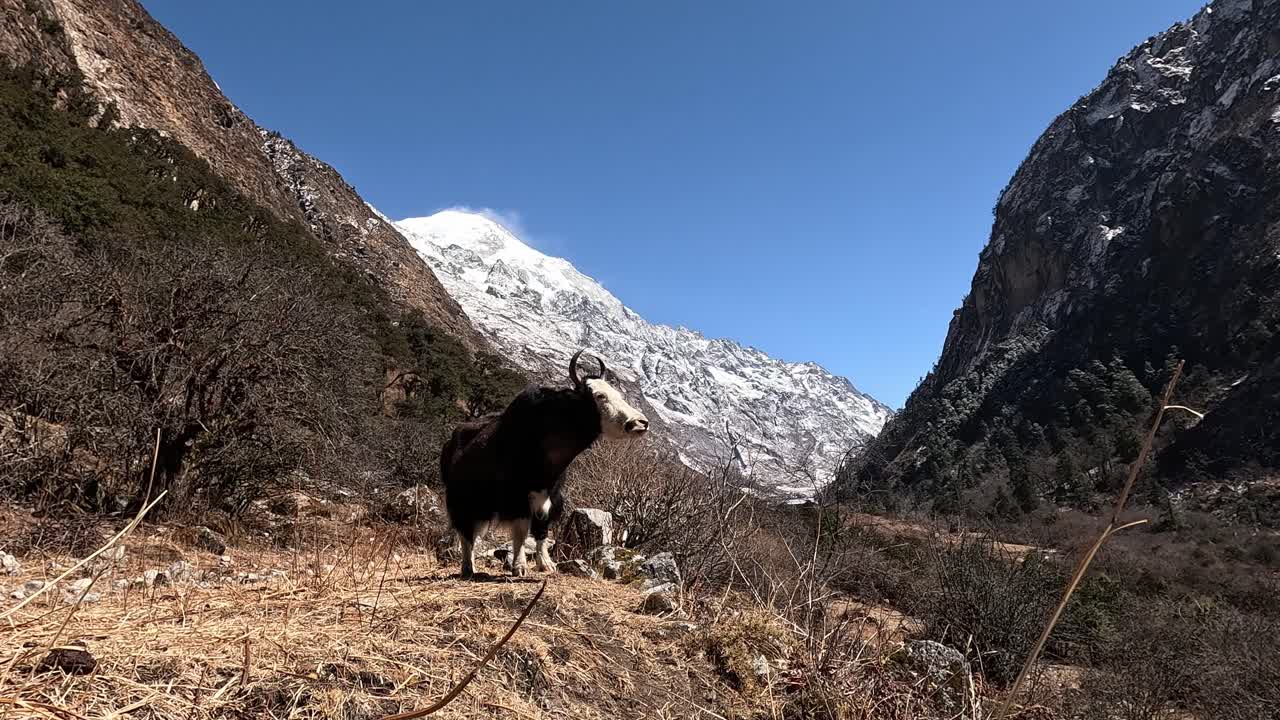 이 있는 야크는 산의 초원 위에 웅장하게 서 있으며, 뒷면에는 히말라야의 얼어붙은 꼭대기가 그 지역의 거친 아름다움과 평온을 강조합니다.