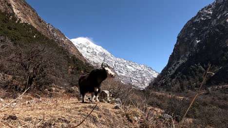 Ein-Gehörnter-Yak-Steht-Majestätisch-Auf-Einer-Bergwiese,-Eingerahmt-Vom-Eisigen-Gipfel-Des-Himalaya-Im-Hintergrund,-Und-Unterstreicht-Die-Raue-Schönheit-Und-Ruhe-Der-Region