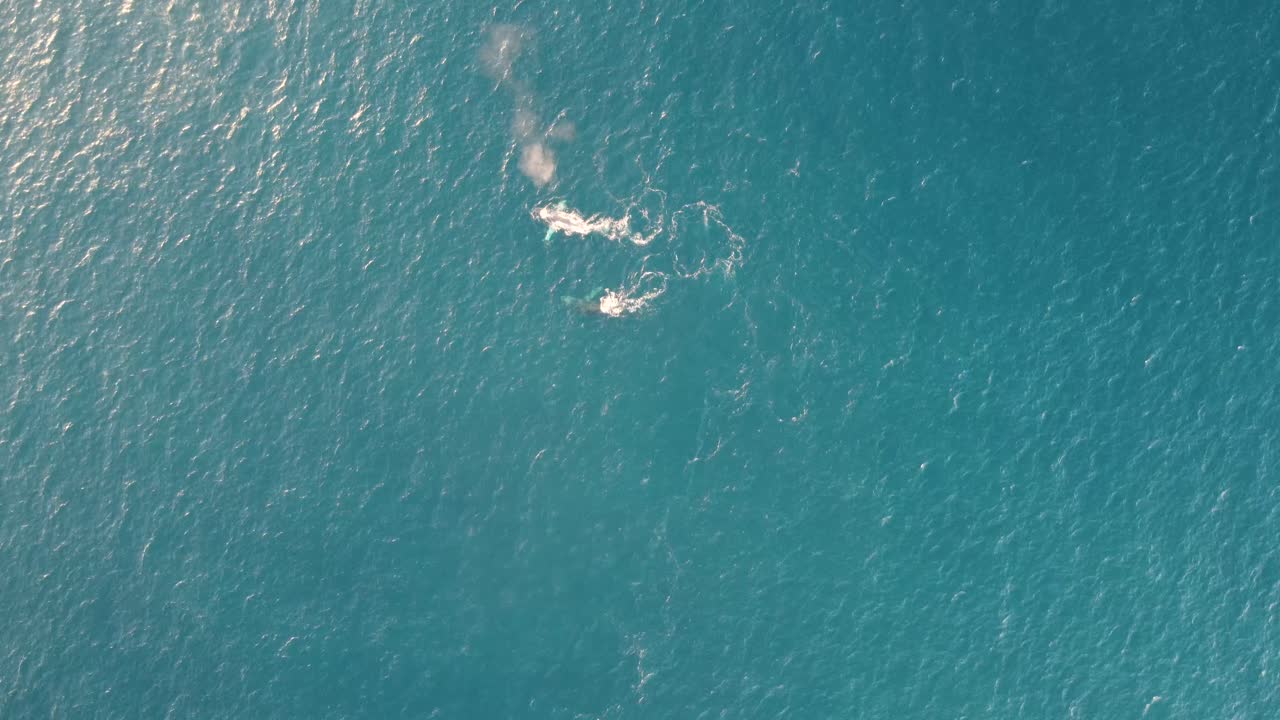 무인 항공기 공중 조감도 자연 동물 혹등 고래 스프레이 태평양 중앙 해안 관광 nsw 호주 4k