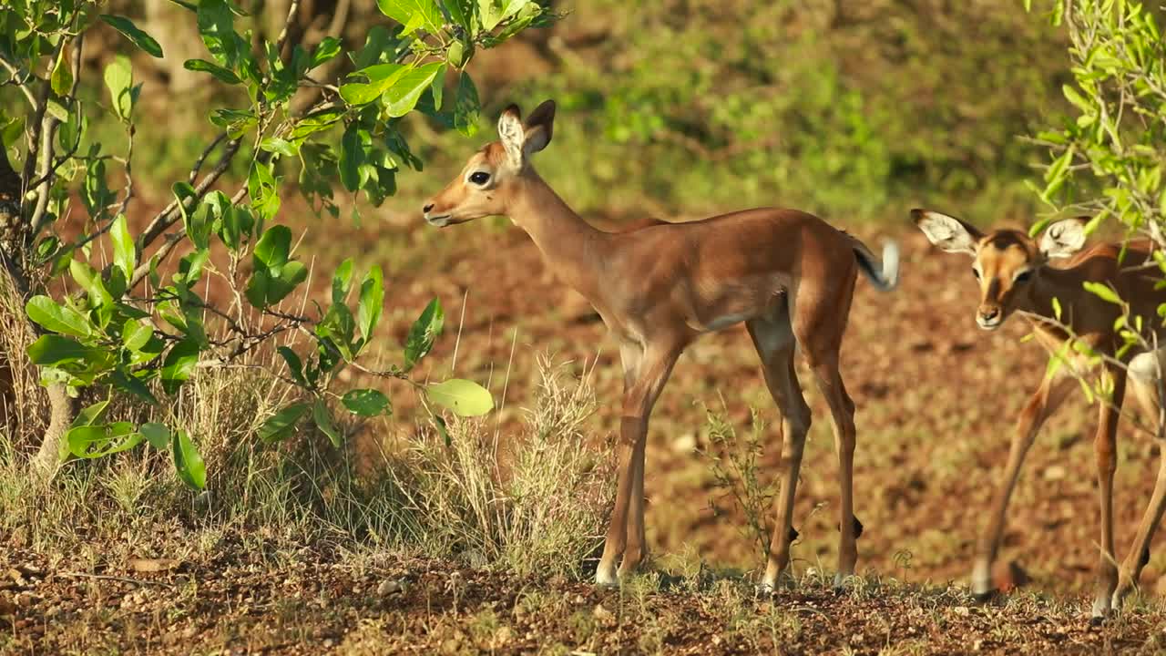 primer plano de cuerpo completo de dos pequeños cervatillos impala mirando y oliendo hojas, parque nacional kruger
