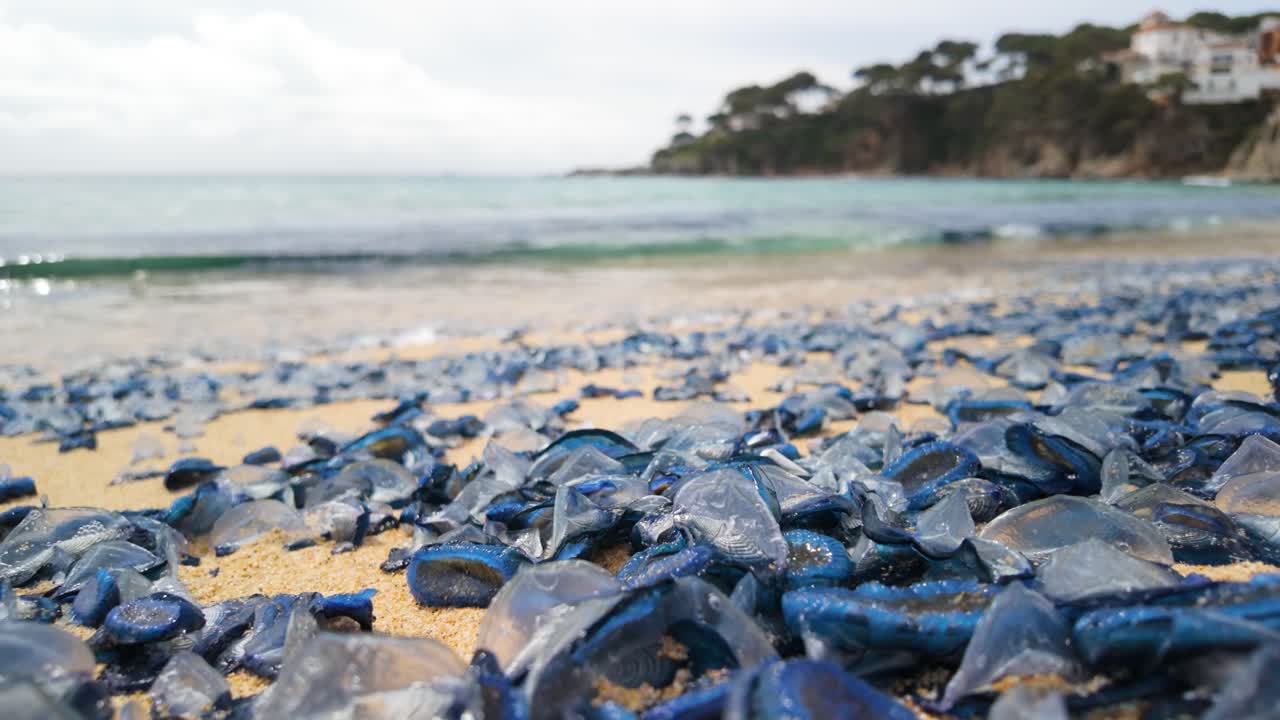 Velella velella stranded on sandy beach, blue marine organisms lying against beige sand with gentle waves and blurred coastal background