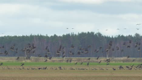 large tundra bean goose group resting and flying away in a green grassland during migration season, medium shot from a distance