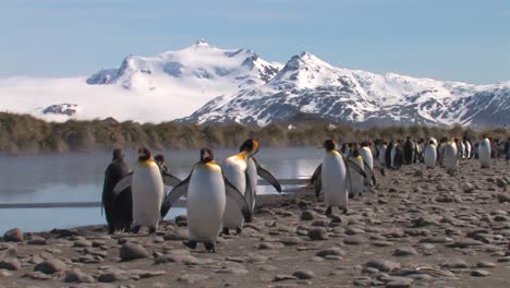 penguins colony walking along beach