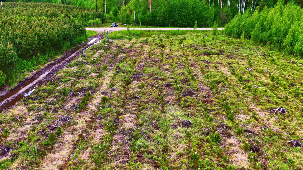 Cleared forest land with replanting rows and muddy drainage trench