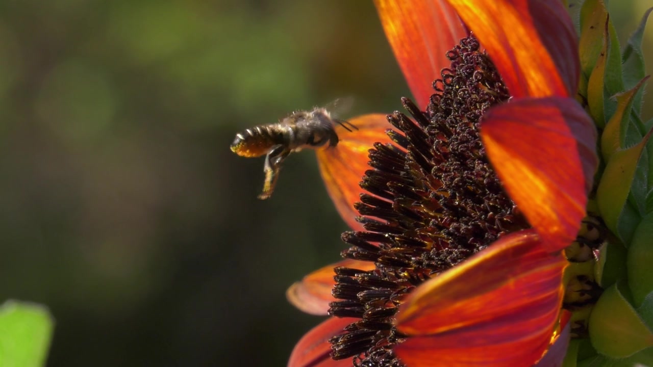 Close-up van een zwevende bij op een rode zonnebloem, kleurrijke natuur in de tuin