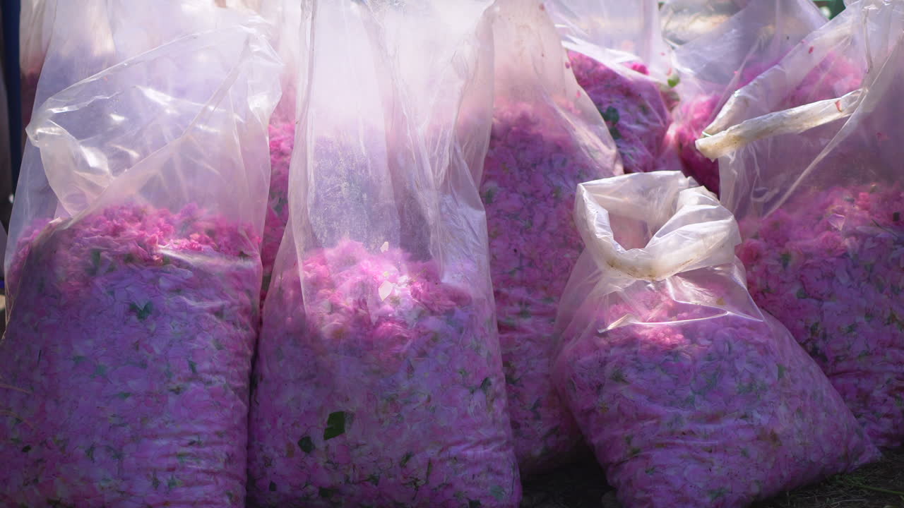 Several plastic bags full of oil roses ready for steam distillation