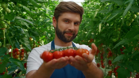 farm worker showing red organic tomatoes among green plants in greenhouse