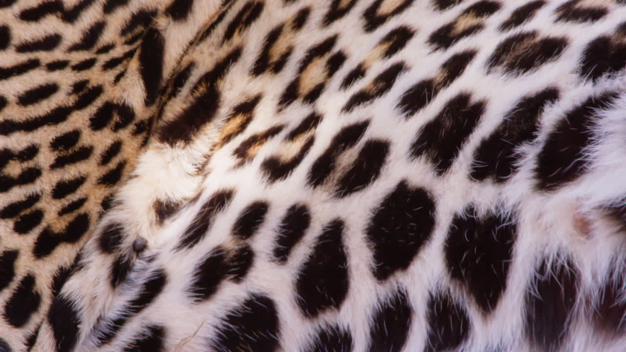 Pele manchada de leopardo ofegando na savana ao meio-dia