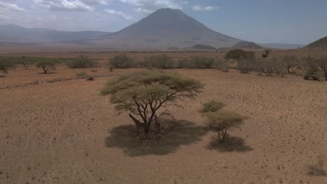 Aerial-rising-shot-showing-Ol-Doinyo-Lengai-with-giraffes-under-a-tree-in-Natron