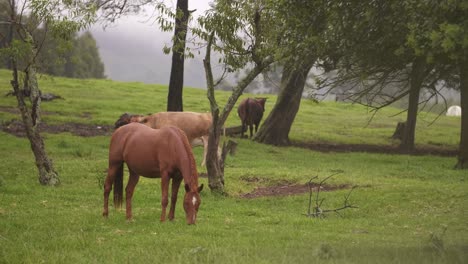 caballos pastando en el campo