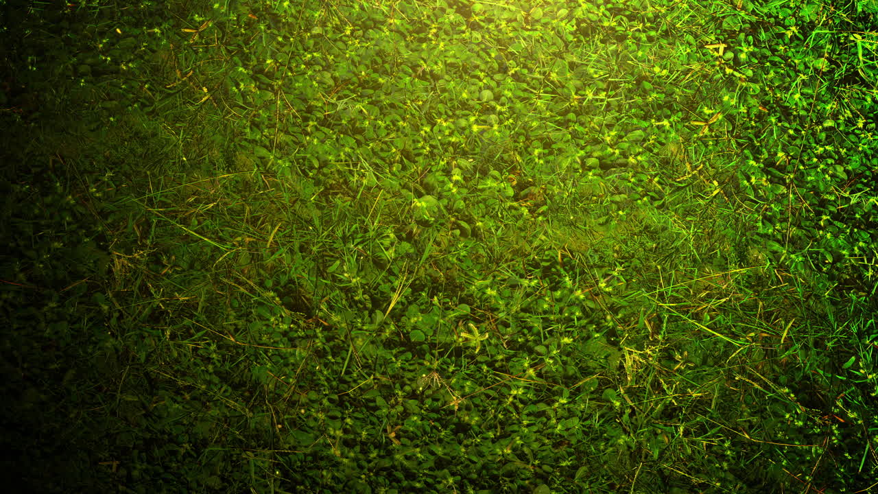 patrón de hierba verde al atardecer