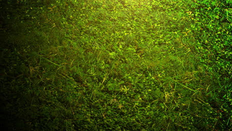 patrón de hierba verde al atardecer