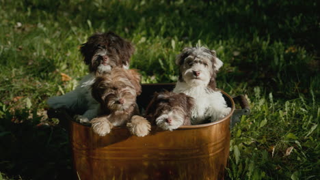 Copper-bucket-with-cute-puppies-stands-on-the-green-grass.-4k-video