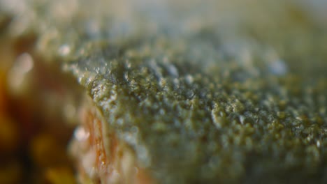 close up macro details of crispy salmon skin scales after cooking. highly detailed view of seafood fillet meal