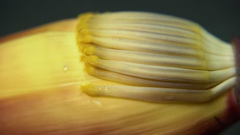 Nährstoffreiche-Bananenblüte-Oder-Wegerichblüte-Oder-Mokka-Hat-Viele-Ernährungsphysiologische-Vorteile