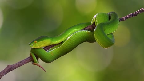 The White-lipped Pit Viper is a venomous pit viper endemic to Southeast Asia and is often found during the night waiting on a branch or limb of a tree near a body of water with plenty of food items