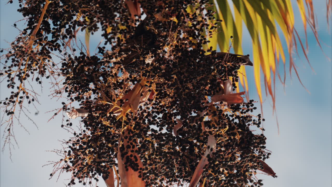 Close up of a bird eating elderberry from a tree branch with the blue sky on the background