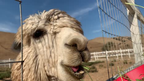 llama chowing down on alfalfa leaves from a red bucket