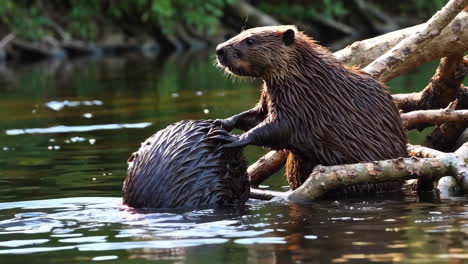 young beaver playing on a log in the river