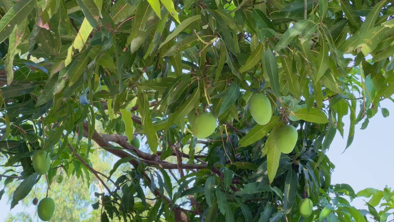 a mango tree with lots of growing mango in the tree at the orchard