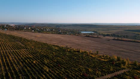 aerial drone flyover vineyard ready for harvesting towards the country side of the republic of moldova in autumn near the capital chisinau - bird view 2022